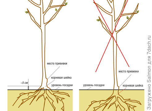 Посадка плодового саженца на заболоченной территории. Иллюстрация с сайта supersadovnik.ru