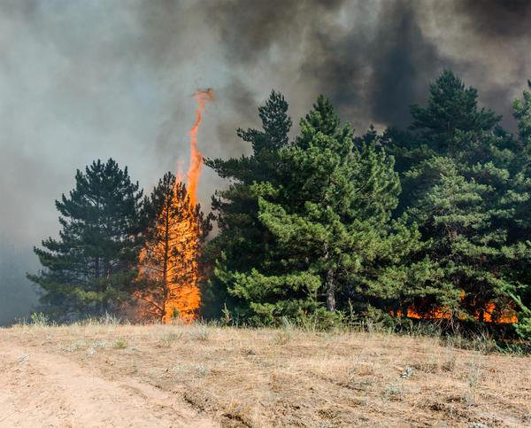 В хвойном лесу нельзя разводить огонь