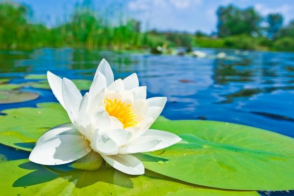 Выбор водных растений зависит от того, какой у вас водоём